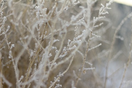 frost on dry grassの写真素材