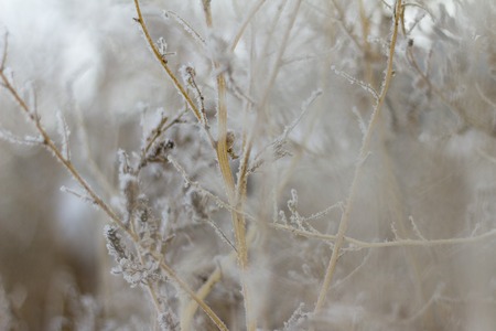 frost on dry grassの写真素材