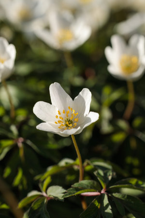 Close-up of a single blooming wood anemone (Anemone nemorosa) flower with soft focus background in...