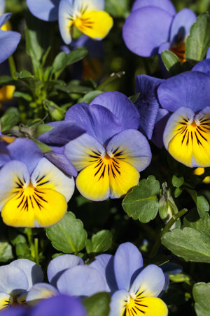 Group of blooming purple and yellow wild pansies in a spring garden, capturing their fresh beauty