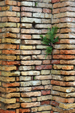 Plant in a brick wallの写真素材