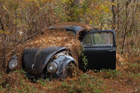 Rusty Car in the Woodsの写真素材