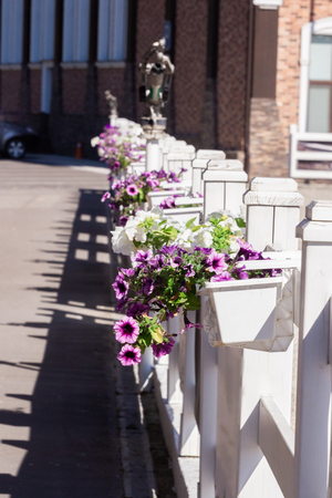 Garden fence with pink roses, sage, speedwell and catmintの写真素材