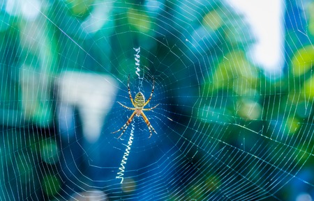 The big beautiful spider braids the webの写真素材