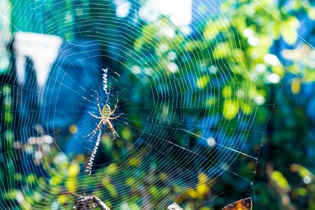 The big beautiful spider braids the webの写真素材