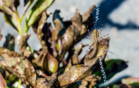 The big beautiful spider braids the webの写真素材