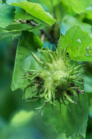 unripe hazelnuts on a tree branch. greenの写真素材