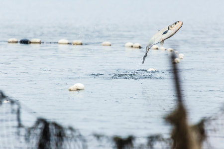 Fishing on the lake, the fish in the net, autumn day, the fish tries to jump over the netの写真素材