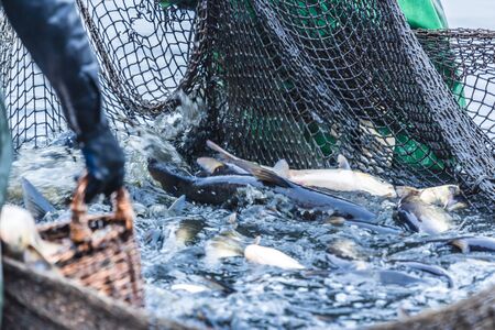 Fishing on the lake. Man pulls a fish net, autumn dayの写真素材