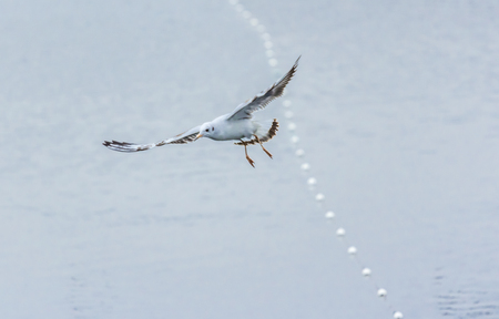 Mew Gull Larus canus flying over the lake with blue background of the water surface.の写真素材