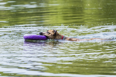dog swims with the ring in his mouth on a summer dayの写真素材