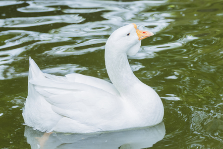 Closeup White duck swimming in the lakeの写真素材
