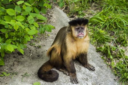 Monkey Rhesus macaque enjoying the shade tree.の写真素材
