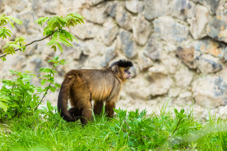 Monkey Rhesus macaque enjoying the shade tree.