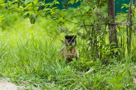 Monkey Rhesus macaque enjoying the shade tree.の写真素材