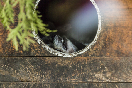 Coyote in the hole resting in the shade.の写真素材