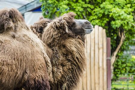 two great big African camels with humpsの写真素材