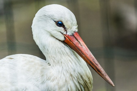 Close-up portrait of a stork with a light backgroundの写真素材