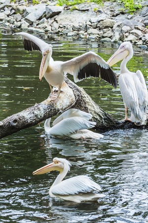 Group of white pelicans on a tree in the water, restの写真素材