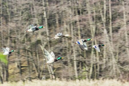 Big flock of mallard ducks flyingの写真素材
