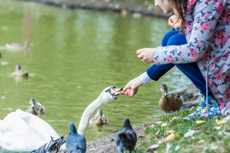 Girl feeding the swans, wild ducks, pigeons.の写真素材