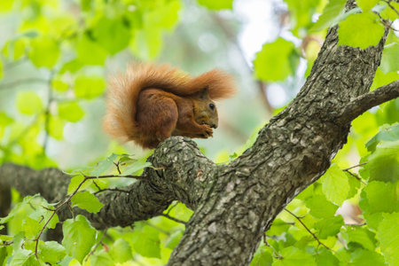 Squirrel eat hazelnut sitting on a treeの写真素材