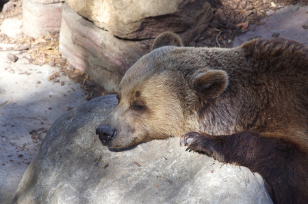 Brown bear sleeping on the rockの写真素材