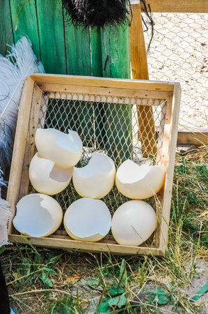 Large empty ostrich eggs lie on the ground.
