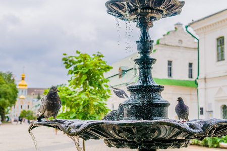 Old fountain with splashing water and beautiful pigeon bird flying. wing, dove, white, saddle, brown pigeons.の写真素材