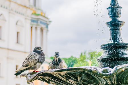 Old fountain with splashing water and beautiful pigeon bird flying. wing, dove, white, saddle, brown pigeons.の写真素材
