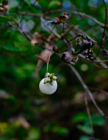 White snowberry with small green berries on a branch with soft green forest backgroundの写真素材