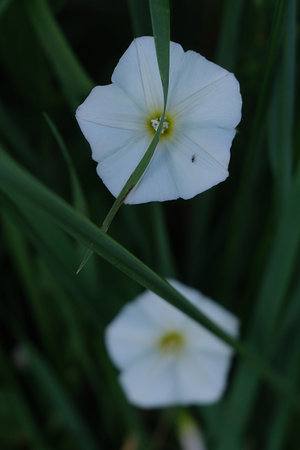Macro photograph of a white bindweed flower growing in green grass. Natural wildflower scene with...