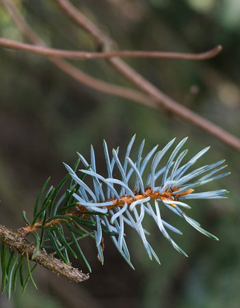 Macro photograph of blue spruce needles on an evergreen branch. Natural forest scene with shallow...