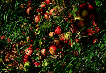 Photograph of fallen apples lying in green grass on orchard ground. Natural harvest scene with ripe...