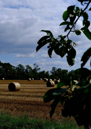 Hay bales lying on a harvested agricultural field with tree leaves in the foreground. Rural...