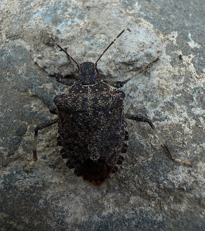 Close up macro photo of a brown marmorated stink bug (Halyomorpha halys) resting on a natural stone...