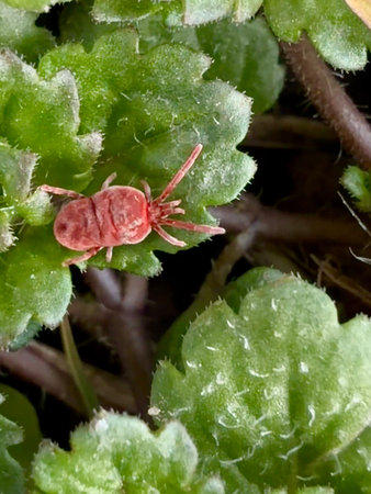 Macro photograph of a red velvet mite crawling on green plant leaves in natural outdoor environment.