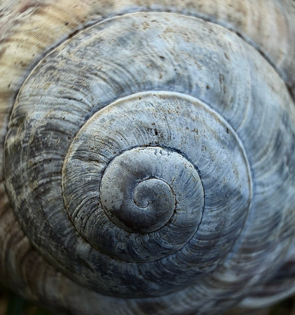 Extreme macro photograph of a snail shell spiral with abstract natural texture and organic geometry.