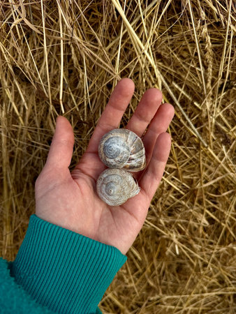 Human hand holding two empty snail shells in natural grass environment showing spiral shell...