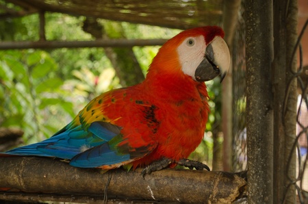 smile birdの写真素材