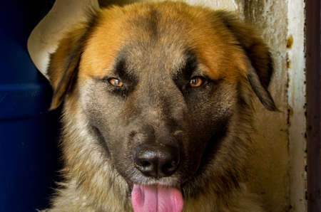 canine lookの写真素材