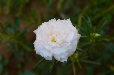 White Flowerの写真素材