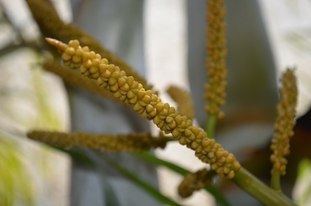 Yellow Fruits の写真素材
