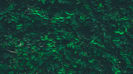 dark green abstract foliage nature backgroundの写真素材
