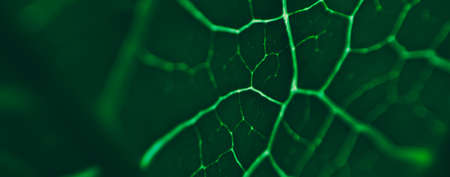 close up line art pattern of dark green tropical foliage, nature background, blurred photo.の写真素材