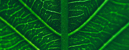 close up line art pattern of dark green tropical foliage, nature background, blurred photo.の写真素材