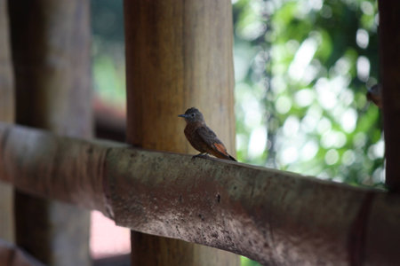 bird on the porchの写真素材