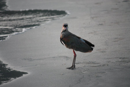 PASSARO ON THE SAHY BEACHの写真素材