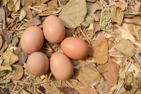 Studio shot five eggs on dry leaves background.