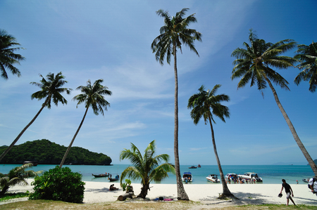 Coconut beach in Cow sleep (Wua Ta Lap) Island . Mu Ko Ang Thong National Park. Surat Thani Province, southern Thailand.のeditorial素材